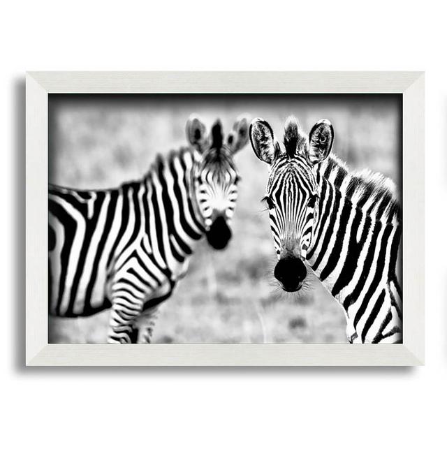 Carvell Zebra Twins - Single Picture Frame Art Prints Latitude Run Size: 42cm H x 59.7cm W x 10cm D on Productcaster.