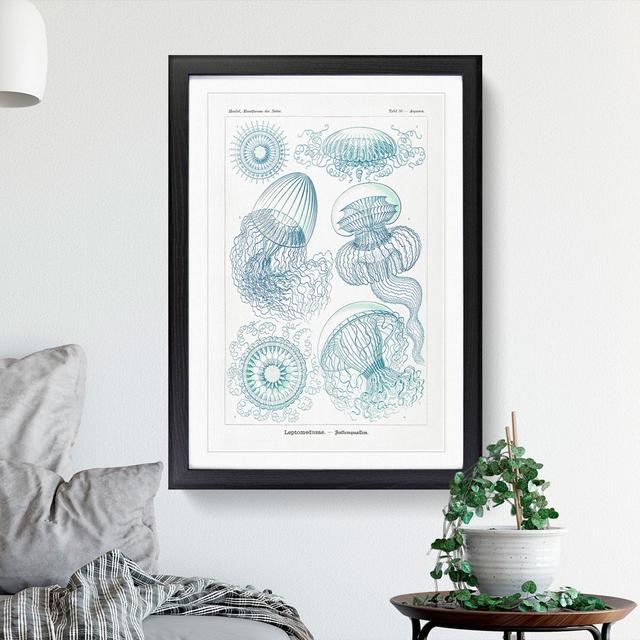 Leptothecata Jellyfish by Ernst Haeckel - Picture Frame Painting East Urban Home Frame Option: Black Framed, Size: 36cm H x 27cm W x 2cm D on Productcaster.