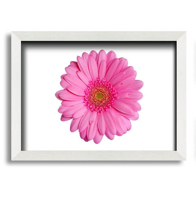 Baby Pink On Pink Gerbera - Single Picture Frame Art Prints Latitude Run Size: 21cm H x 29.7cm W, Colour: White on Productcaster.