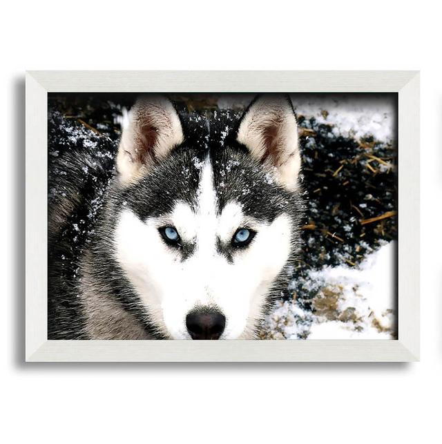 Xenia Siberian Husky Wolf - Single Picture Frame Art Prints Latitude Run Size: 29.7cm H x 42cm W x 10cm D on Productcaster.