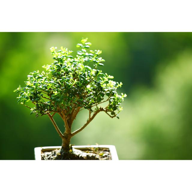 Bonsai by Ivanmikhaylov - Wrapped Canvas Photograph Latitude Run Size: 61cm H x 91cm W on Productcaster.