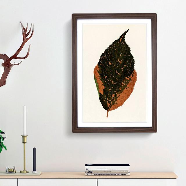 Autumn Leaf by Benjamin Fawcett - Picture Frame Painting Print East Urban Home Frame Option: Walnut Framed, Size: 48cm H x 36cm W x 2cm D on Productcaster.