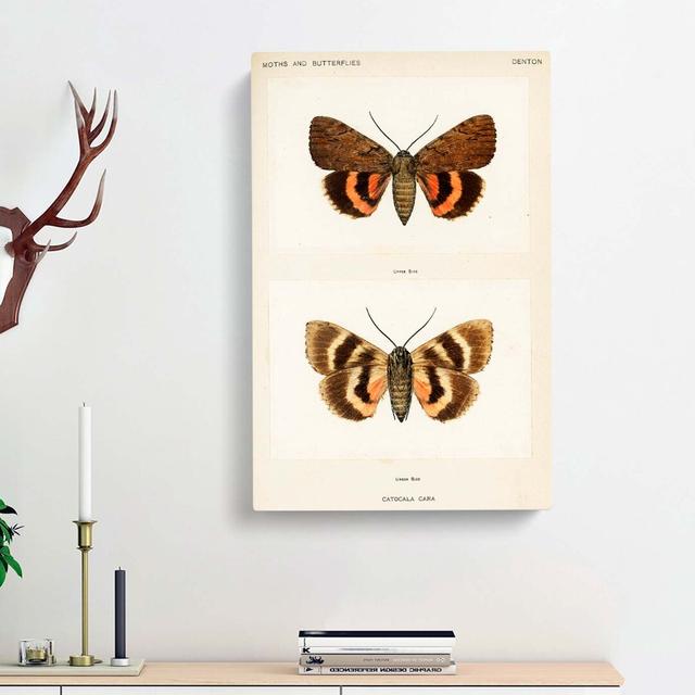 Darling Underwing Moth by Charles D'Orbigny - Wrapped Canvas Painting East Urban Home Size: 60cm H x 40cm W x 3cm D on Productcaster.