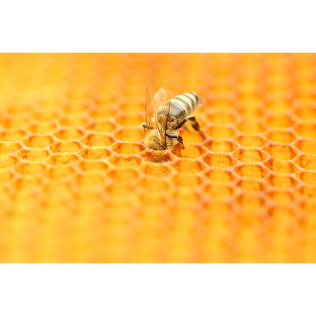 Thielsen Honeybee by Balwan - Wrapped Canvas Print Brambly Cottage Size: 20cm H x 30cm W 3.8cm D on Productcaster.