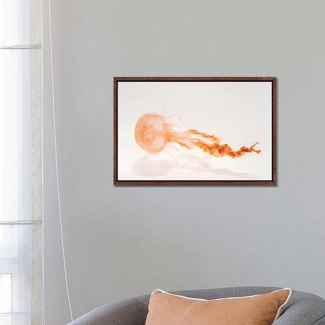 A Black Sea Nettle At The Monterey Bay Aquarium by Joel Sartore - Gallery-Wrapped Canvas Giclée on Canvas Beachcrest Home Format: Classic Wood Framed, on Productcaster.