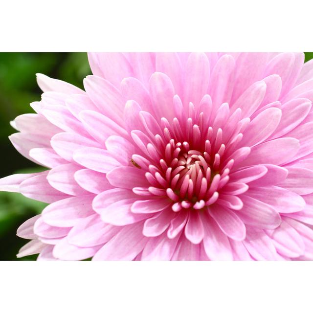 Pink dahlia Latitude Run Size: 30cm H x 46cm W on Productcaster.