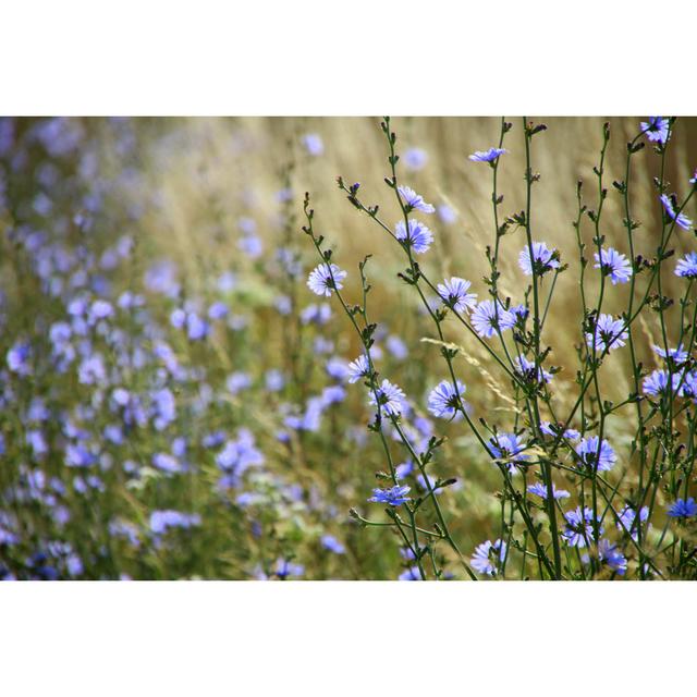 Blaue Wiese von SandraKavas - Druck auf Leinwand ohne Rahmen 17 Stories Größe: 60 cm H x 90 cm B on Productcaster.