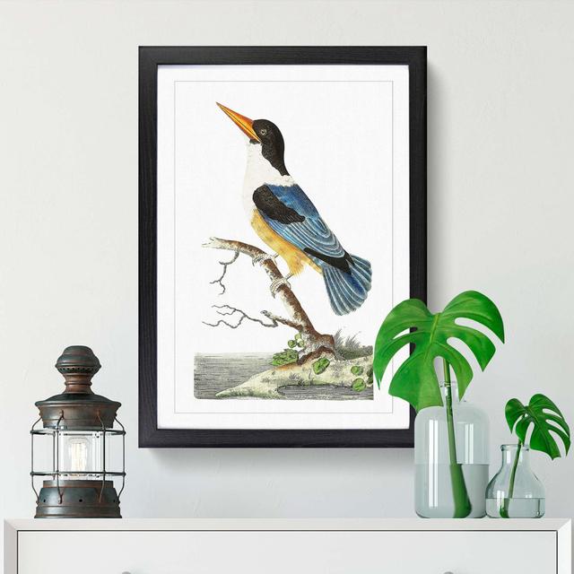 Blue Kingfisher by George Shaw - Picture Frame Painting East Urban Home Size: 50cm H x 35cm W x 2cm D, Format: Black on Productcaster.