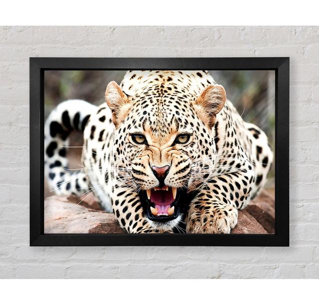 Amazing Cheetah - Single Picture Frame Art Prints Brayden Studio Size: 59.1cm H x 84.1cm W x 3.4cm D, Format: Black Framed Paper on Productcaster.