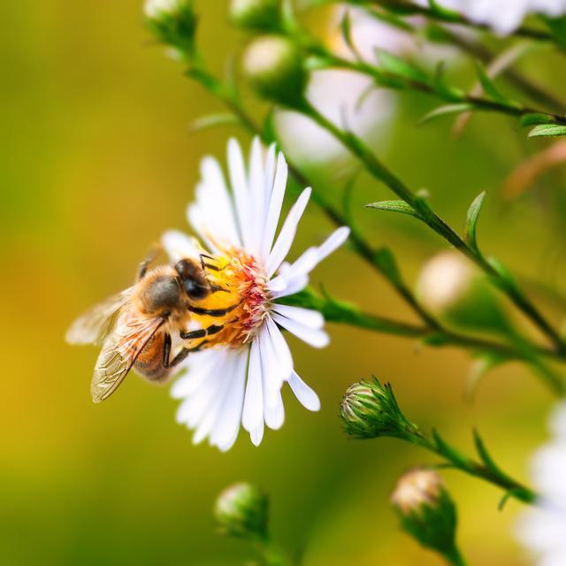 Honey Bee from Daisy by Altinosmanaj - Wrapped Canvas Photograph Brambly Cottage Size: 122cm H x 122cm W on Productcaster.