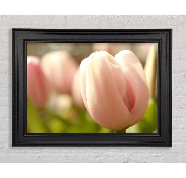 Baby Pink Tulip - Single Picture Frame Art Prints Ebern Designs Size: 21cm H x 42cm W x 8cm D on Productcaster.