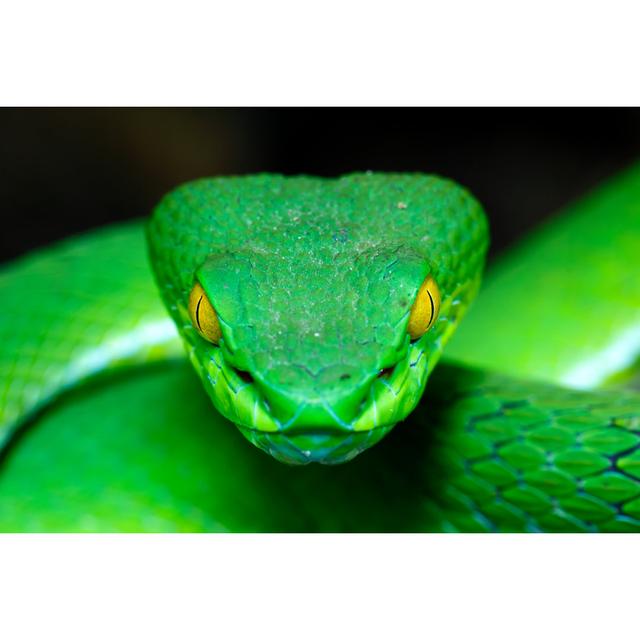 Green Pit Viper by TommyIX - Wrapped Canvas Print 17 Stories Size: 30cm H x 46cm W on Productcaster.