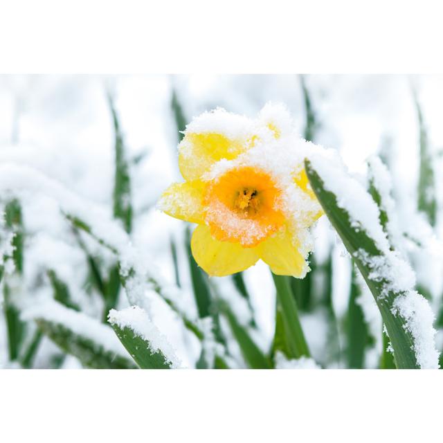 Snow in Spring Garden by WDnet - Wrapped Canvas Photograph 17 Stories Size: 81cm H x 122cm W x 3.8cm D on Productcaster.