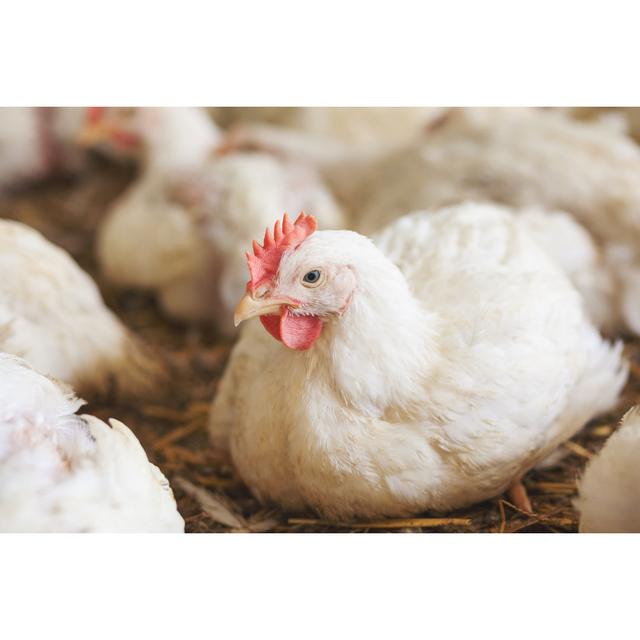 Chicken At Farm Resting by Danchooalex - Print Brambly Cottage Size: 30cm H x 46cm W on Productcaster.