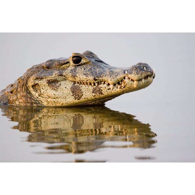 Spectacled Caiman, Pantanal, Brazil by Ralphp - Wrapped Canvas Photograph Pergo Classics Size: 61cm H x 91cm W on Productcaster.