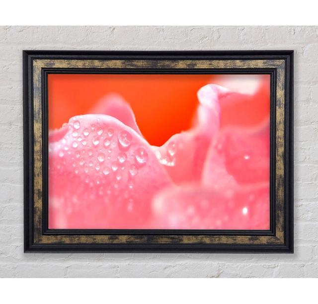 Pink Rose Dew Drop - Single Picture Frame Art Prints Bright Star Size: 42cm H x 59.7cm W x 8cm D on Productcaster.