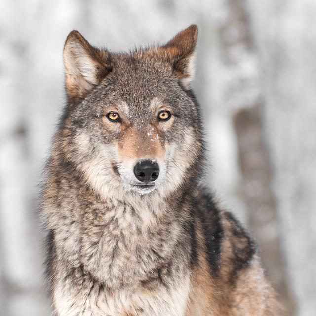 Grey Wolf (Canis Lupus) with One Ear Back by Hkuchera - Wrapped Canvas Photograph Union Rustic Size: 122cm H x 122cm W on Productcaster.