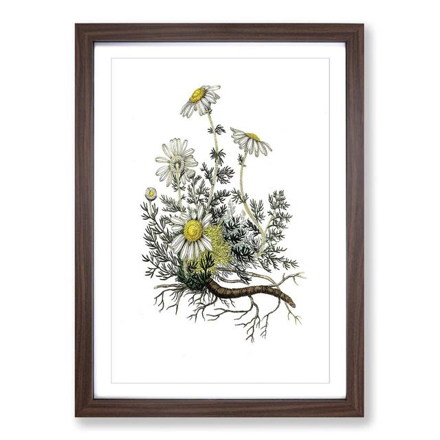 Chamomile Flowers Illustration - Picture Frame Painting Print East Urban Home Size: 48cm H x 36cm W x 2cm D, Frame Option: Walnut Framed on Productcaster.