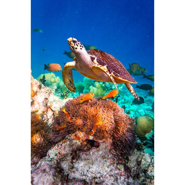 Hawksbill Turtle by Cookelma - Wrapped Canvas Photograph Bay Isle Home Size: 30cm H x 20cm W on Productcaster.