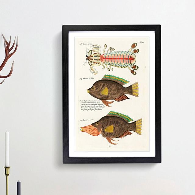 East Indies Fish Illustrations Fol. 42 by Louis Renard - Picture Frame Graphic Art Print East Urban Home Frame Option: Black Framed, Size: 36cm H x 27 on Productcaster.