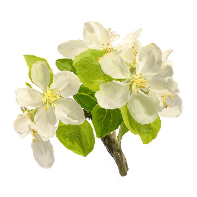 Blewitt White Blossoming Apple Flowers by Elen11 - Print ClassicLiving Size: 51cm H x 51cm W x 3.8cm D on Productcaster.