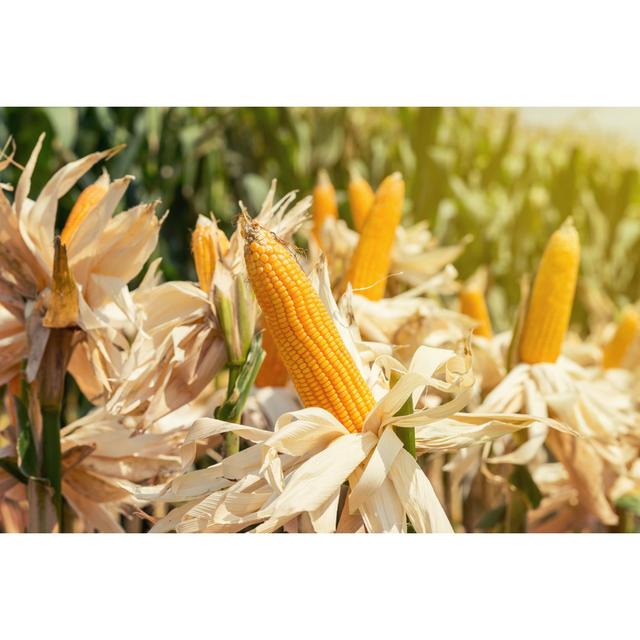 Corn Field On Crop Plant For Harvesting by Tortoon - Wrapped Canvas Print August Grove Size: 51cm H x 76cm W x 3.8cm D on Productcaster.