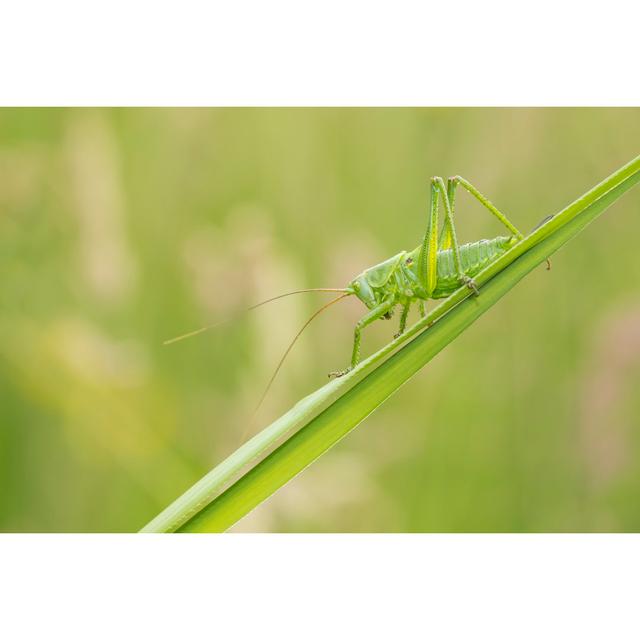 Great Green Bush-Cricket von Sander Meertins - Kunstdrucke auf Leinwand 17 Stories Größe: 40 cm H x 60 cm B x 1,8 cm T on Productcaster.