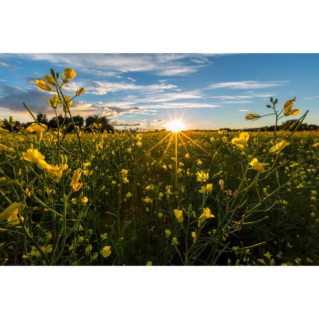 Rapeseed Field Brambly Cottage Size: 61cm H x 91cm W on Productcaster.