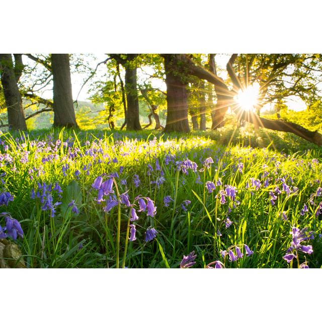 Bluebells, Springtime Wildflowers. - Wrapped Canvas Print Ebern Designs Size: 51cm H x 76cm W x 3.8cm D on Productcaster.