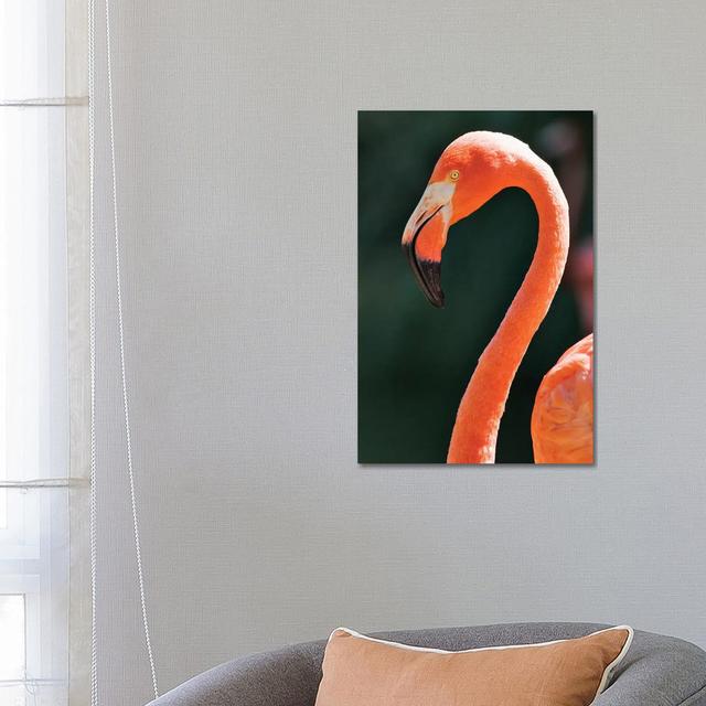 Usa, California, Sacramento. Flamingo At Sacramento Zoo. by Jaynes Gallery - Wrapped Canvas Print 17 Stories on Productcaster.