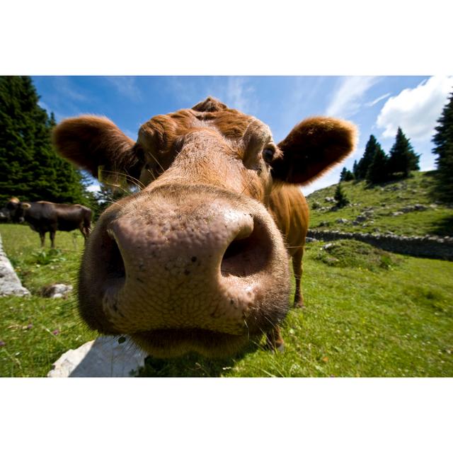 Swiss Cow (funny Perspective With Wideangle) by Mseidelch - No Frame Art Prints on Canvas Brambly Cottage Size: 60cm H x 90cm W on Productcaster.