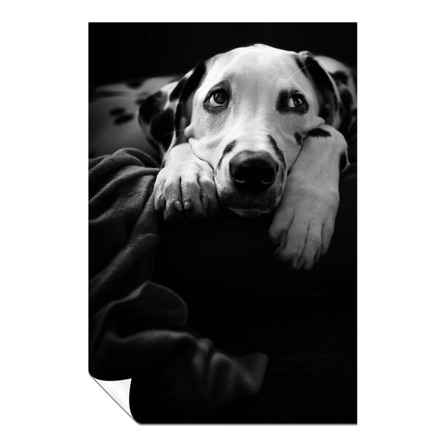 Dalmatian Dog Portrait - No Frame Print Panther Print Size: 31cm H x 20cm W x 0.5cm D on Productcaster.