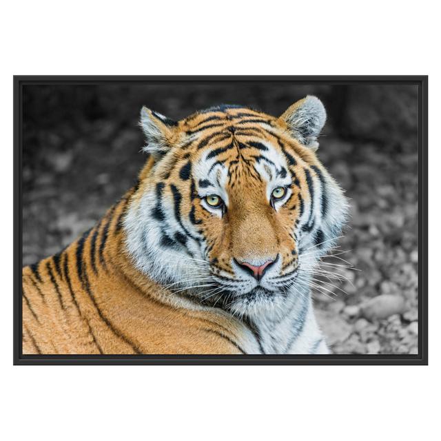 Gerahmtes Wandbild prächtiger Tiger East Urban Home Größe: 70 cm H x 100 cm B on Productcaster.