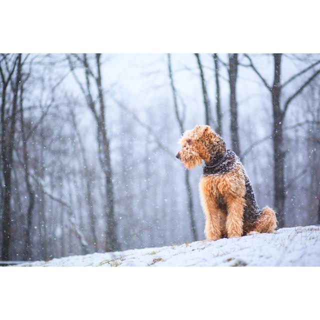 Airedale Terrier Dog - No Frame Print on Canvas 17 Stories Size: 20cm H x 30cm W on Productcaster.