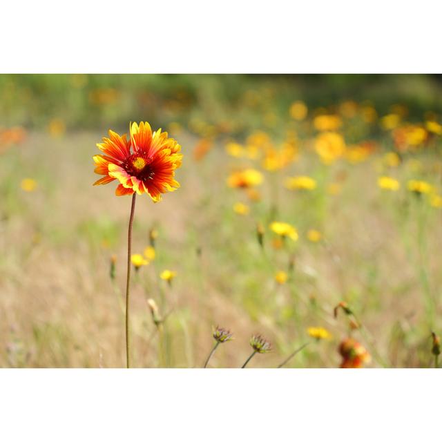 Indian Blanket Flower by Maxvis - Wrapped Canvas Photograph 17 Stories Size: 81cm H x 122cm W on Productcaster.