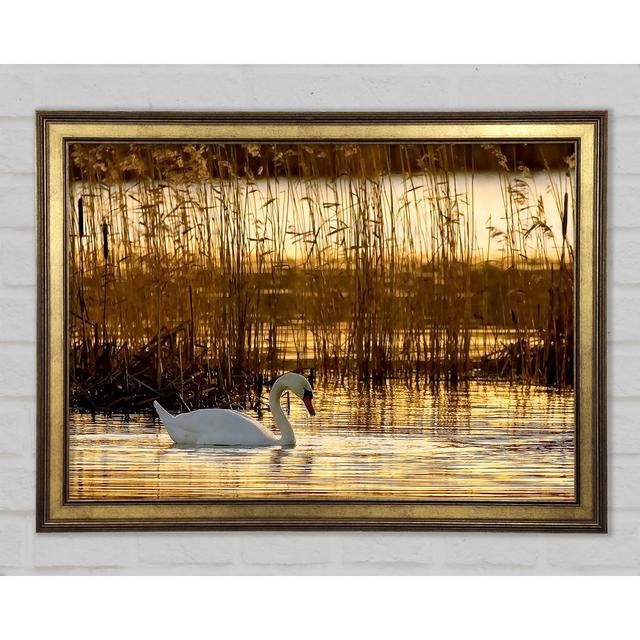 Swan Lake - Single Picture Frame Art Prints August Grove Size: 21cm H x 29.7cm W x 1.5cm D on Productcaster.