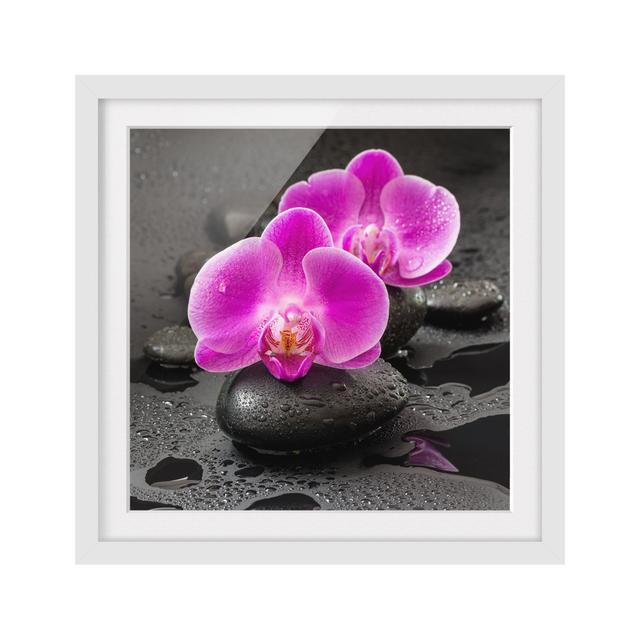 Pink Orchid Flowers on Stones with Drops - Picture Frame Graphic Art Bloomsbury Market Frame Option: White, Size: 30cm H x 30cm W x 2cm D on Productcaster.