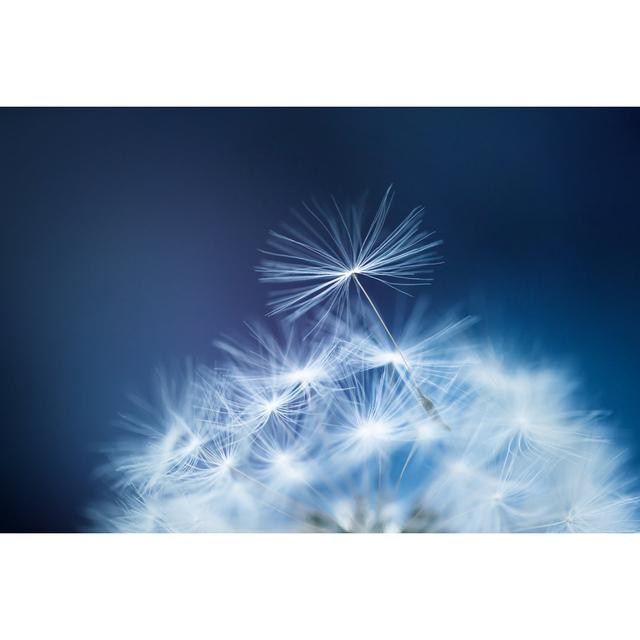 Anakie Beautiful Flower In Macro by Anna-utkina - Wrapped Canvas Photograph 17 Stories Size: 30cm H x 46cm W x 3.8cm D on Productcaster.