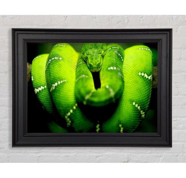 Green Snake Framed Print Ebern Designs Size: 42cm H x 59.7cm W on Productcaster.