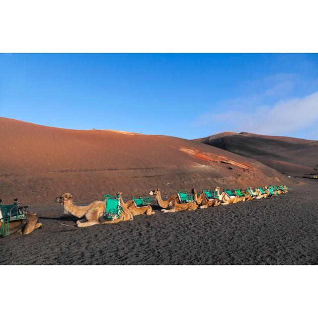 Corriveau Camels At Timanfaya National Park - Wrapped Canvas Photograph Natur Pur Size: 61cm H x 91cm W x 3.8cm D on Productcaster.