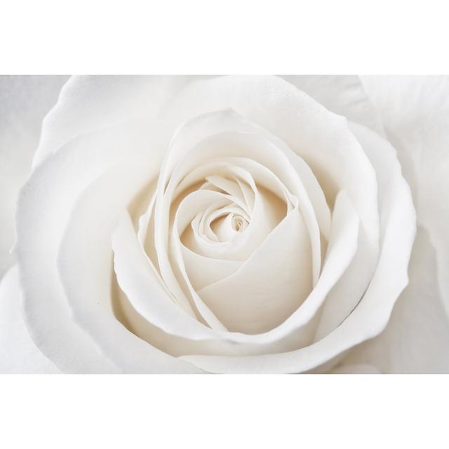 Perfect Rose - Wrapped Canvas Photograph Ebern Designs Size: 30cm H x 46cm W x 3.8cm D on Productcaster.