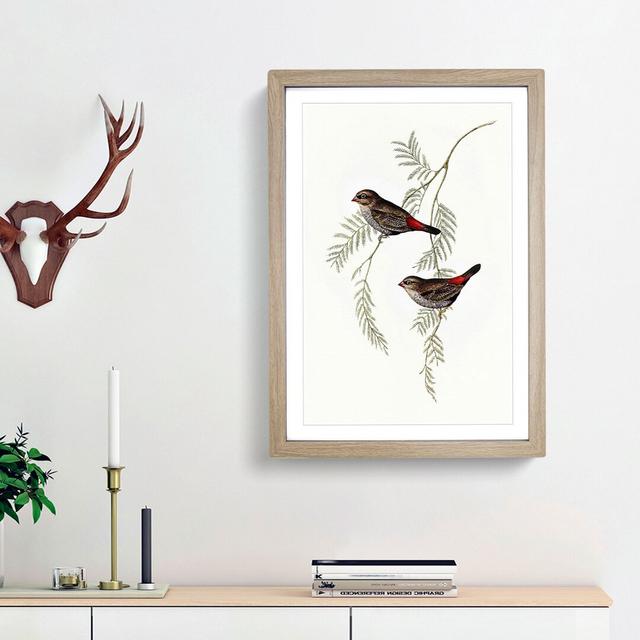 Fire-Tailed Finch Birds by Elizabeth Gould - Picture Frame Art Print East Urban Home Frame Option: Oak Framed, Size: 65cm H x 48cm W x 2cm D on Productcaster.