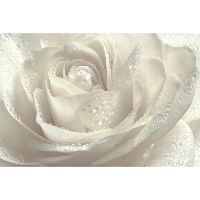 Beautiful White Rose. Ebern Designs Size: 20cm H x 30cm W x 3.8cm D on Productcaster.