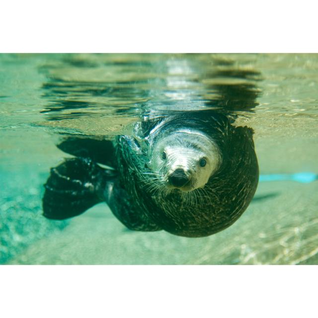 Sea Otter Swimming by Jclegg - No Frame Art Prints on Canvas Beachcrest Home Size: 81cm H x 122cm W on Productcaster.