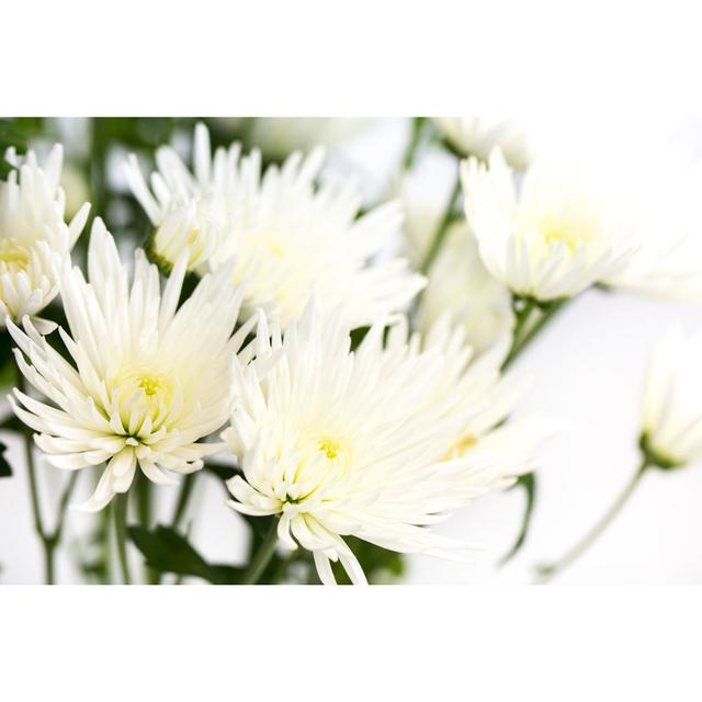 Chrysanthemum White - Print 17 Stories Size: 81cm H x 122cm W x 3.8cm D on Productcaster.