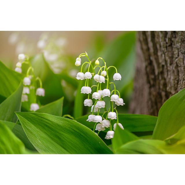 Lily Of The Valley (Convallaria Majalis), Blooming In The Spring Forest - Wrapped Canvas Print Ebern Designs Size: 61cm H x 91cm W x 3.8cm D on Productcaster.