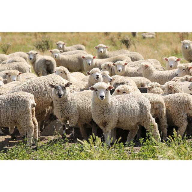 Flock Of Sheep In New Zealand by Yenwen - No Frame Print on Canvas Brambly Cottage Size: 30cm H x 46cm W on Productcaster.