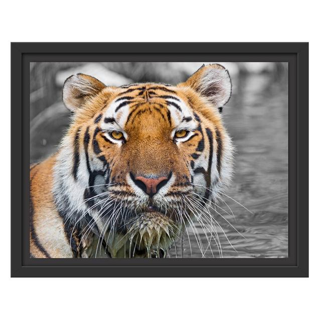 Gerahmtes Wandbild majestätischer TigerWasser East Urban Home Größe: 30 cm H x 38 cm B on Productcaster.