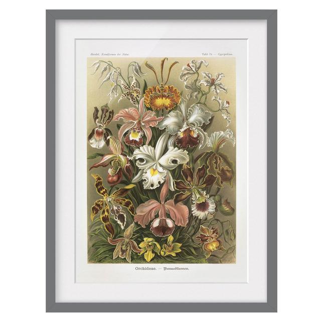 Vintage Educational Plaque Orchid - Picture Frame Graphic Art Rosalind Wheeler Frame Option: Grey, Size: 40cm H x 30cm W x 2cm D on Productcaster.