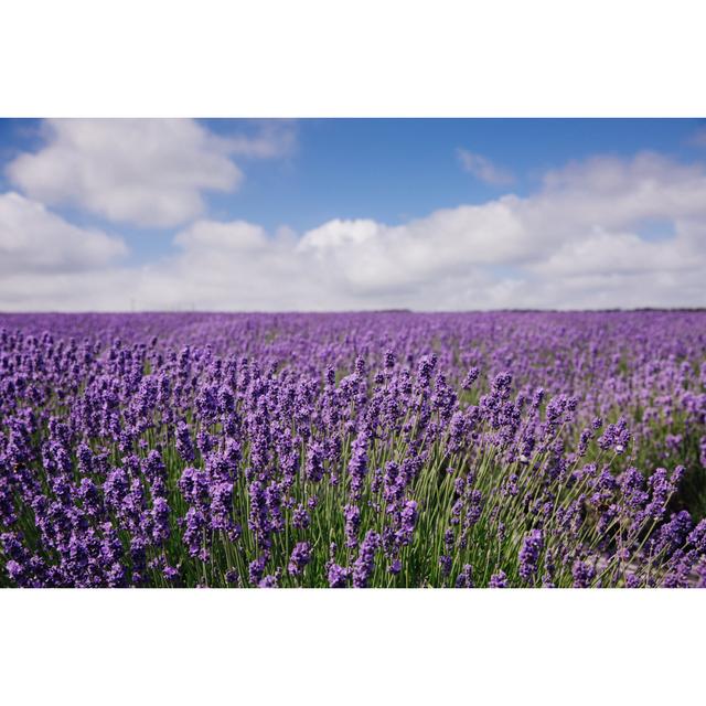 Wolfforth Lavender Field by Teamjackson - Wrapped Canvas Photograph Latitude Run Size: 30cm H x 46cm W x 3.8cm D on Productcaster.